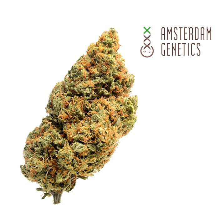 Blue Amnesia Autoflower (Amsterdam Genetics) 3 zaden main product photo