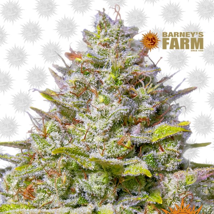 Blue Gelato 41 (Barney's Farm) main product photo