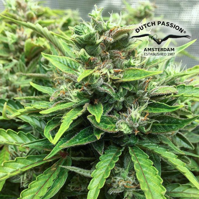 CBD Auto Charlotte’s Angel (Dutch Passion) 3 zaden main product photo