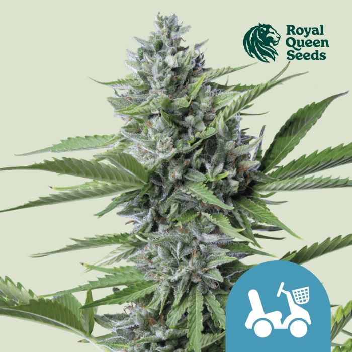 Fast Eddy Automatic CBD (Royal Queen Seeds) 5 zaden main product photo