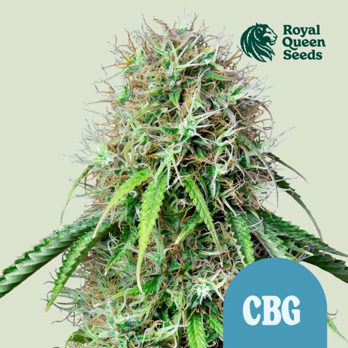 Royal CBG Automatic (Royal Queen Seeds) main product photo