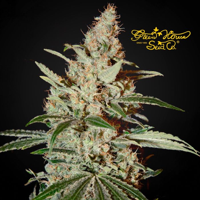 Chemdog (Greenhouse Seeds) 3 zaden main product photo