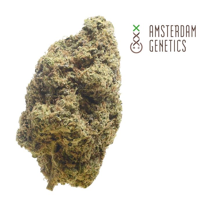 Choco Cheesecake (Amsterdam Genetics) main product photo