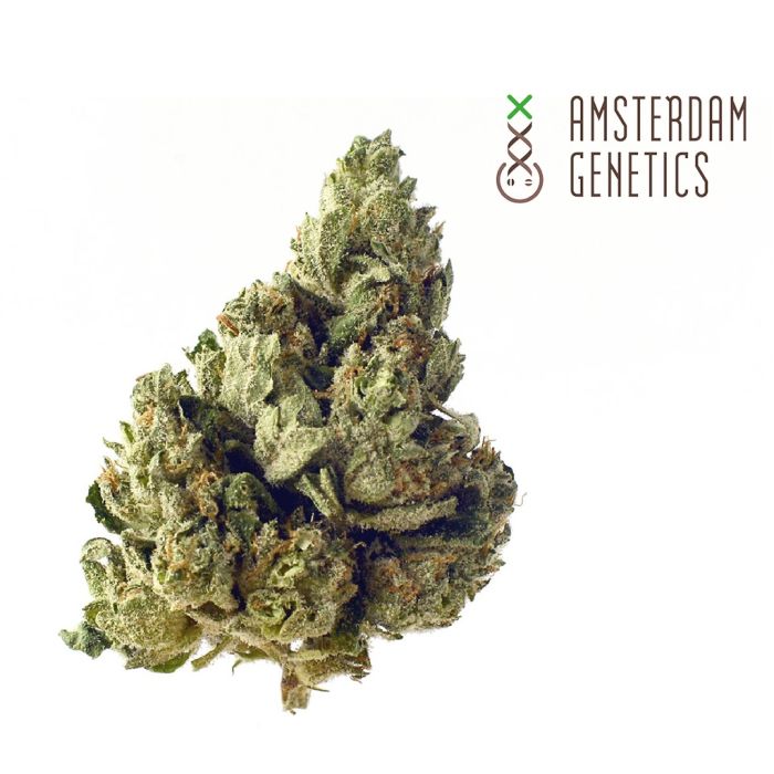 Choco Kush Autoflower (Amsterdam Genetics) main product photo