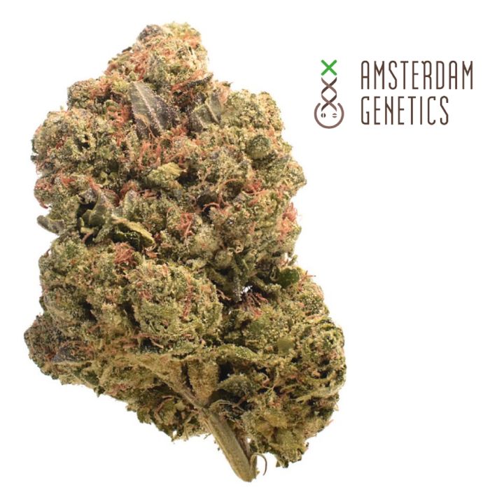 Chunky Cookies (Amsterdam Genetics) main product photo
