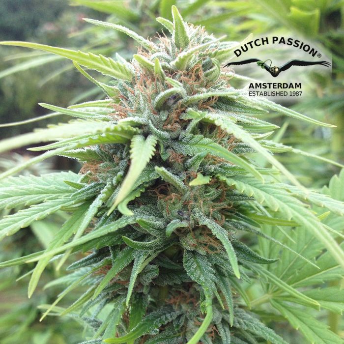 Durban Poison (Dutch Passion) 5 zaden main product photo