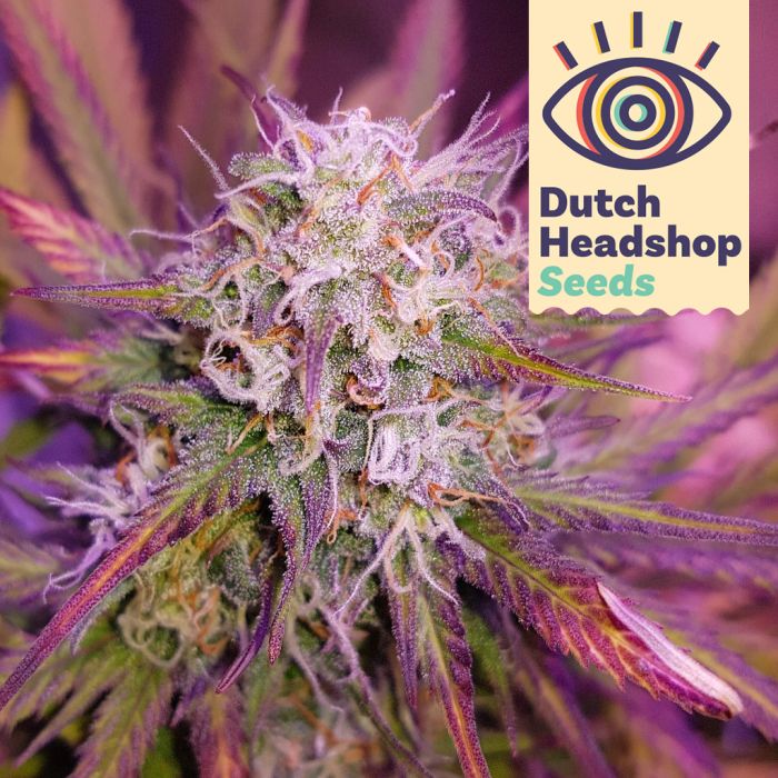 Auto Blueberry (Huismerk) main product photo
