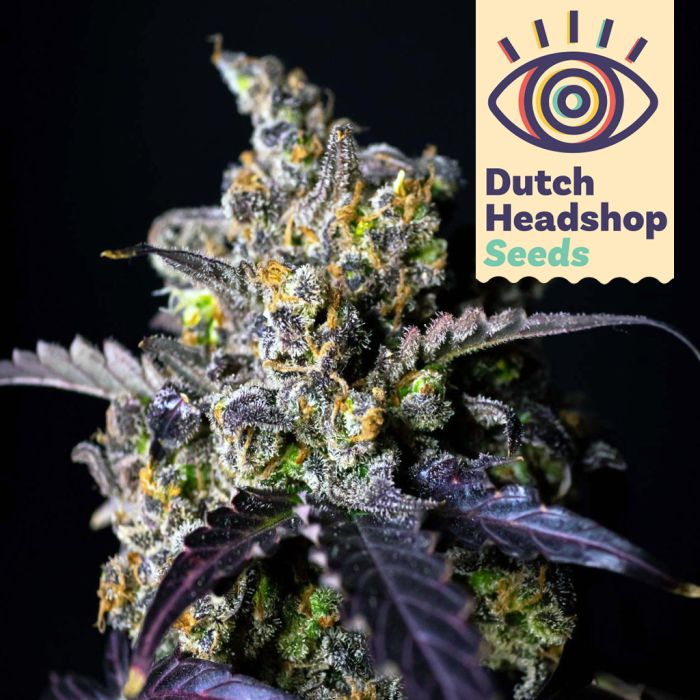 USA Autoflower Mix (Huismerk) 5 zaden main product photo