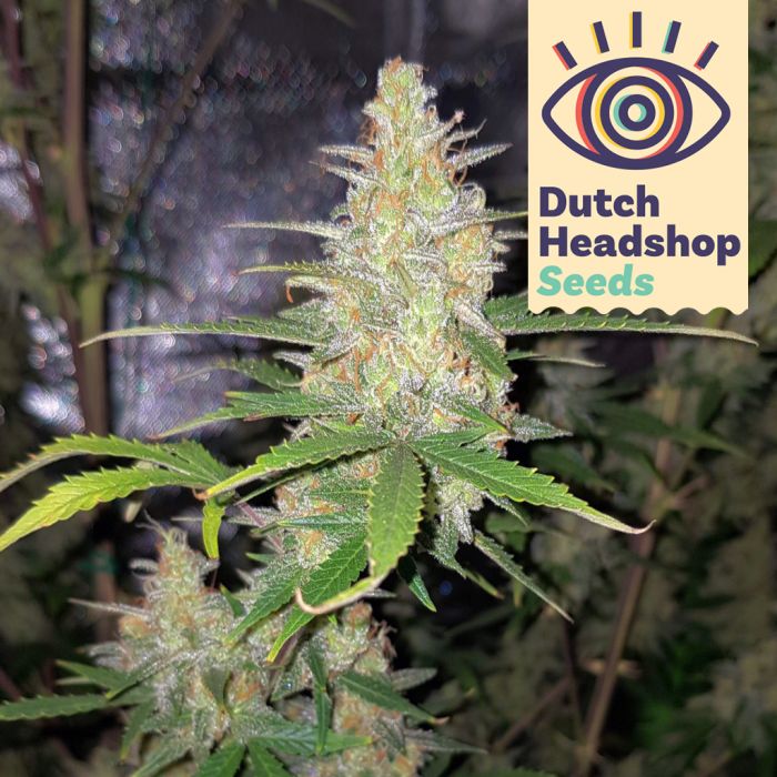 Auto Northern Light (Huismerk) main product photo