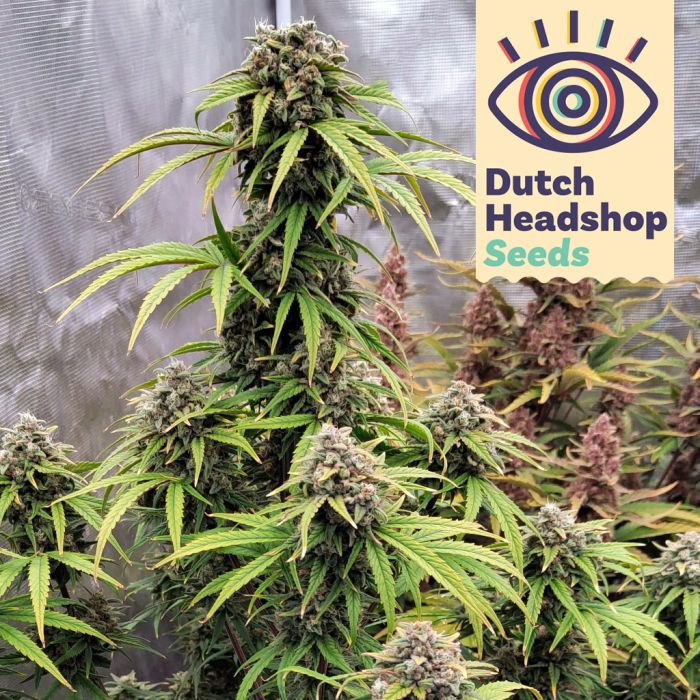 Auto Purple Punch (Huismerk) main product photo