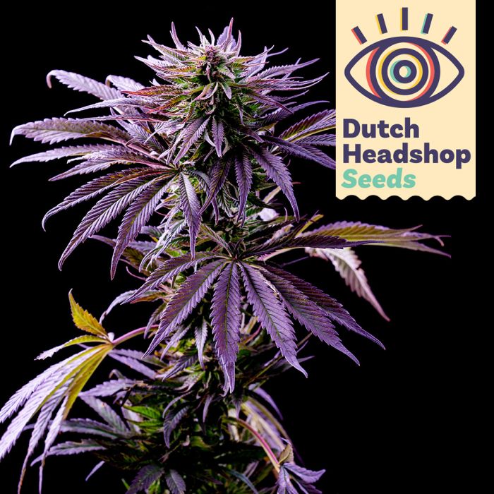 Fast Purple Punch (Huismerk) main product photo