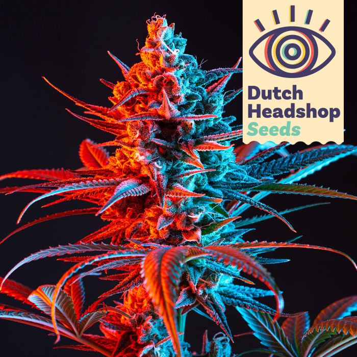 Auto Rainbow Mix (Huismerk) 5 zaden main product photo