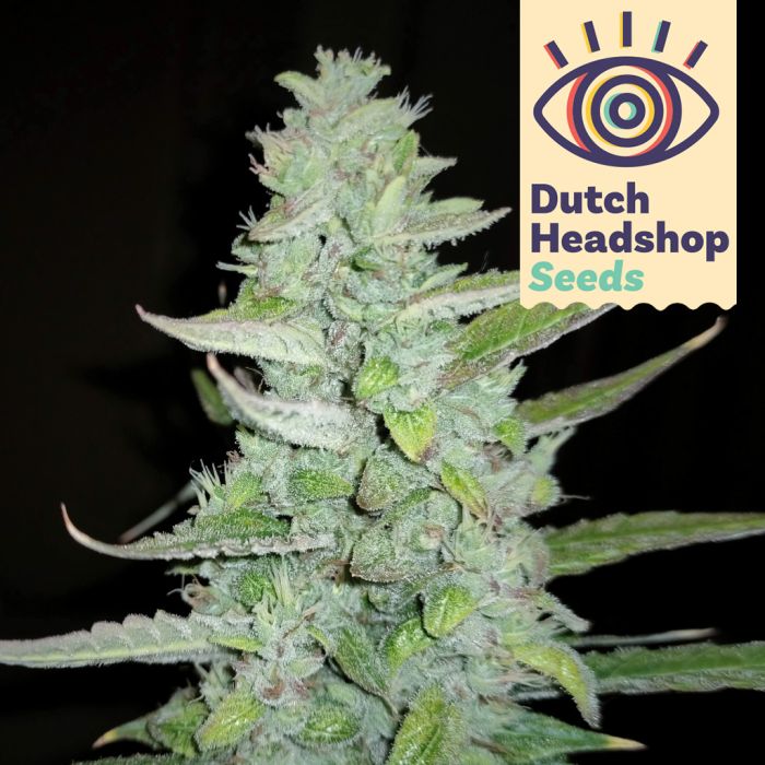 Auto Sour Diesel (Huismerk) main product photo