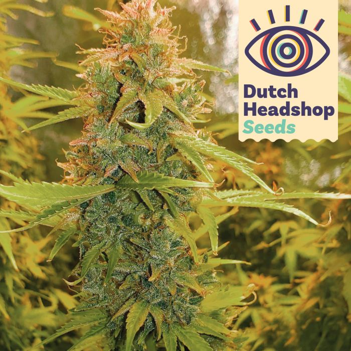 Auto Super Lemon Haze (Huismerk) main product photo