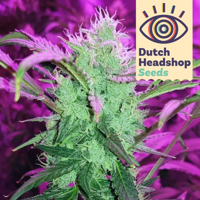 Auto Trainwreck (Huismerk) main product photo
