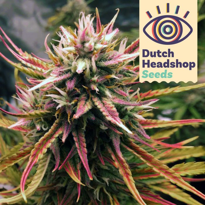 Girl Scout Cookies (Huismerk) main product photo