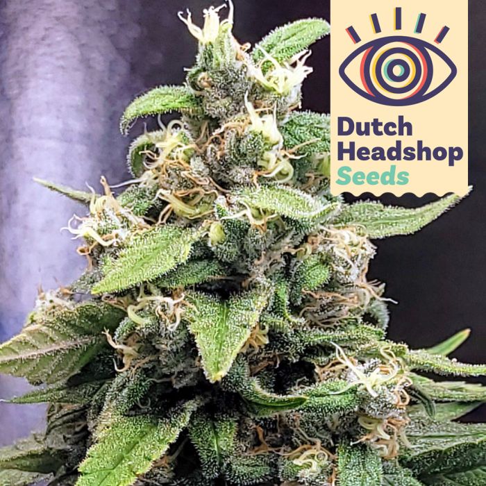 Jack Herer (Huismerk) main product photo