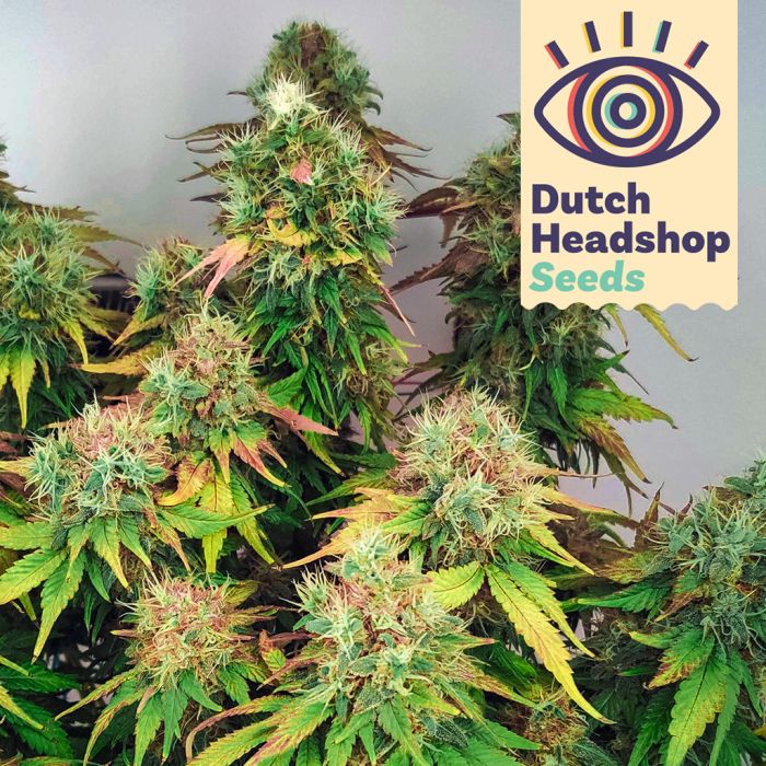 Master Kush (Huismerk) main product photo