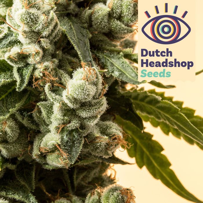 THC Master Mix (Huismerk) 5 zaden main product photo
