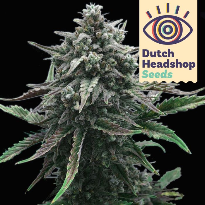 White Widow (Huismerk) main product photo