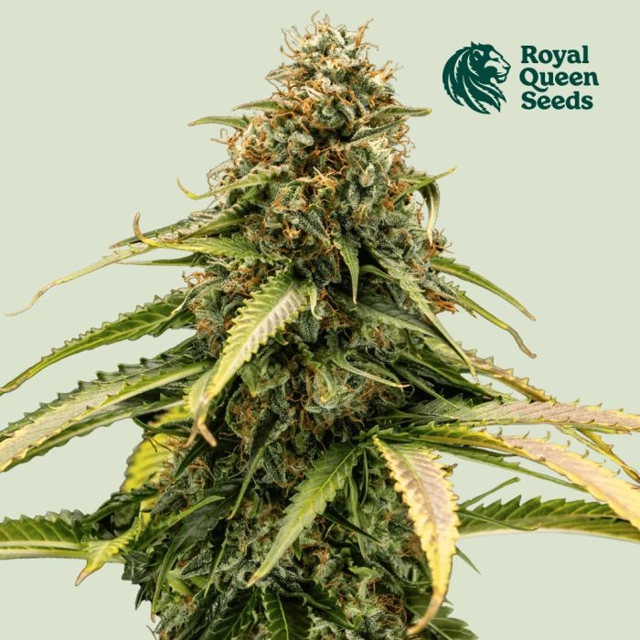 Epsilon F1 Auto (Royal Queen Seeds) main product photo