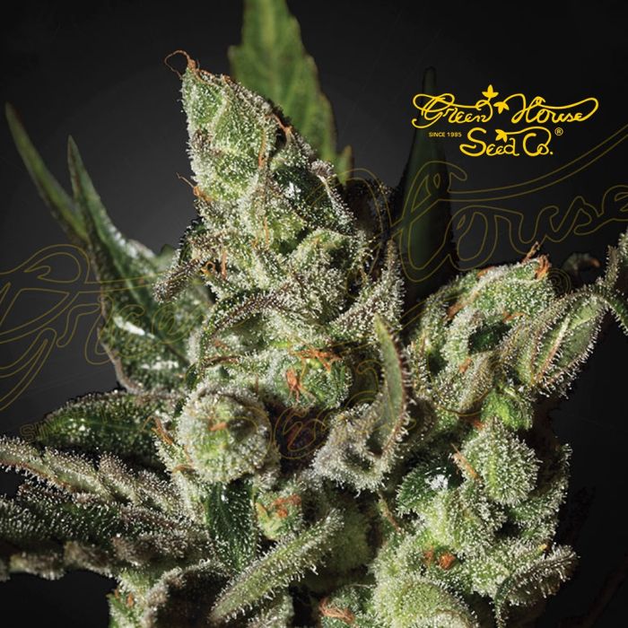 Exodus Cheese (Greenhouse Seeds) 5 zaden main product photo
