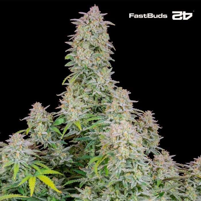 Forbidden Runtz Auto (Fast Buds) main product photo