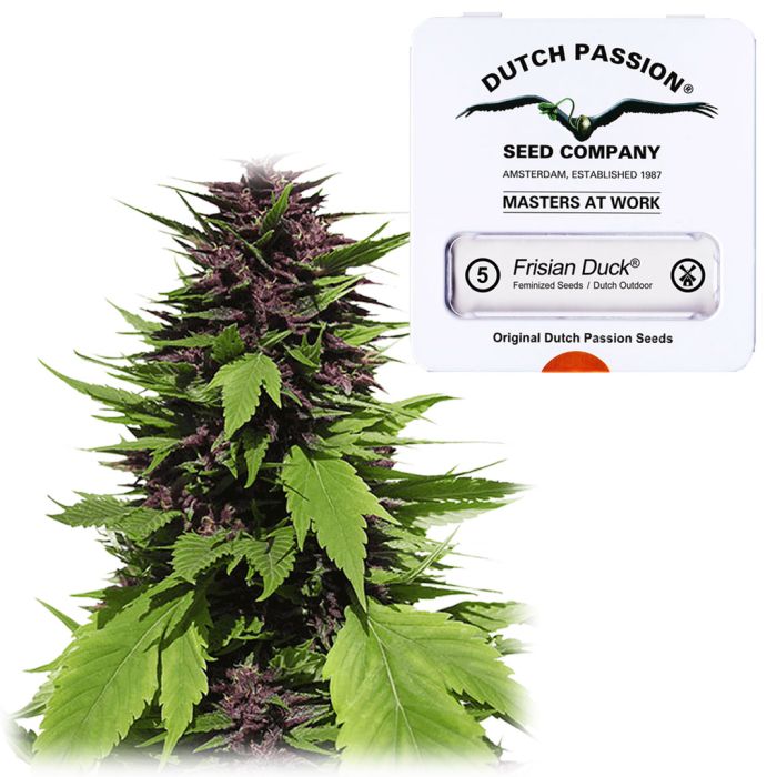 Frisian Duck (Dutch Passion) 5 zaden main product photo