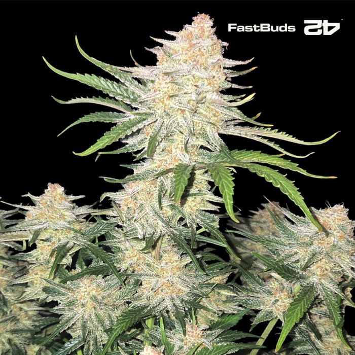 Frostbanger Auto (Fast Buds) main product photo