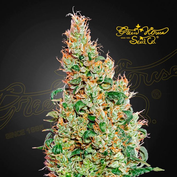 Green-O-Matic Autoflower (Greenhouse Seeds) 5 zaden main product photo