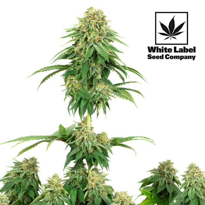 Girl Scout Cookies (White Label) main product photo
