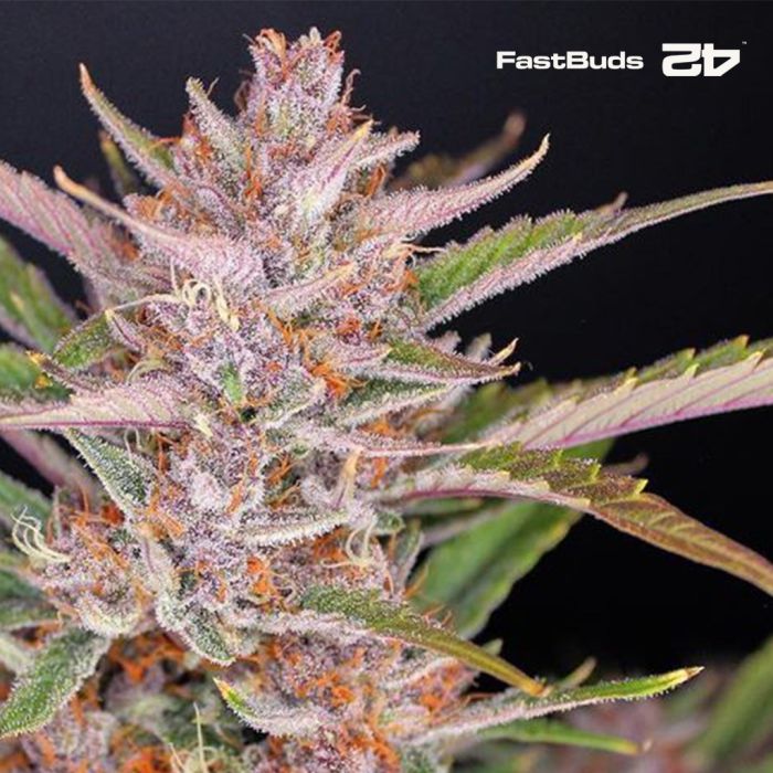 Gorilla Punch Auto (Fast Buds) main product photo