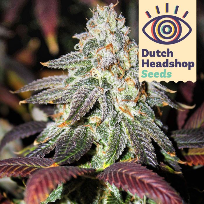 Granddaddy Purple (Huismerk) main product photo