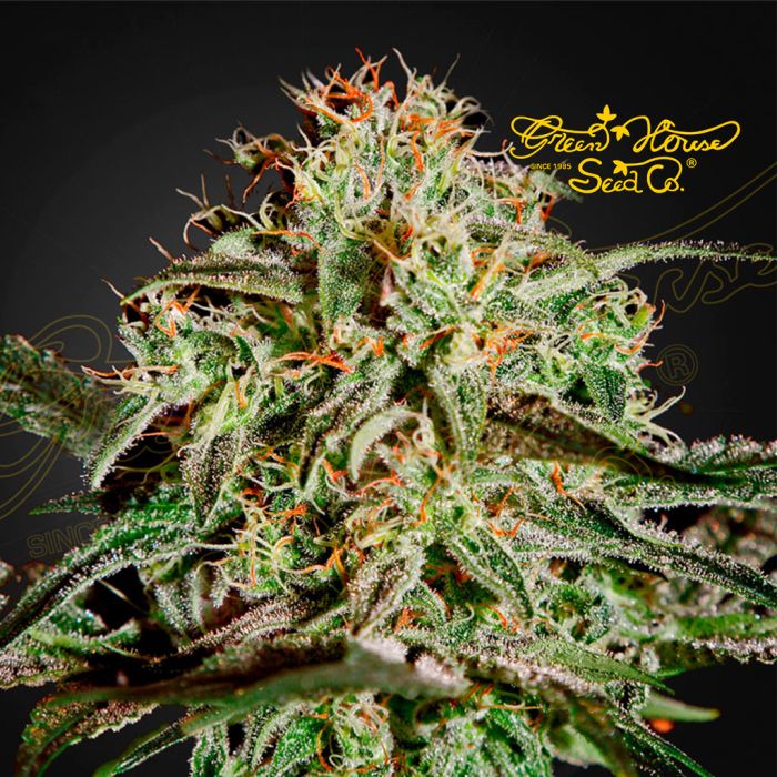 A.M.S. (Greenhouse Seeds) 5 zaden main product photo