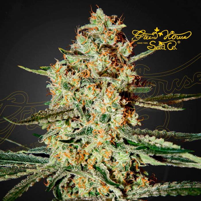 Himalaya Gold (Greenhouse Seeds) 5 zaden main product photo