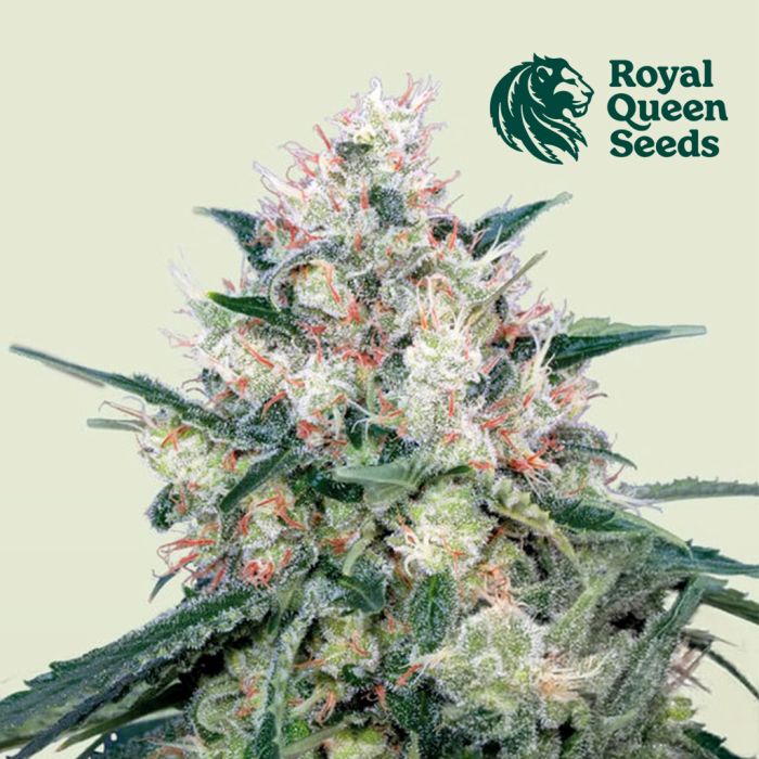 Honey Cream Fast Flowering (Royal Queen Seeds) 3 zaden main product photo