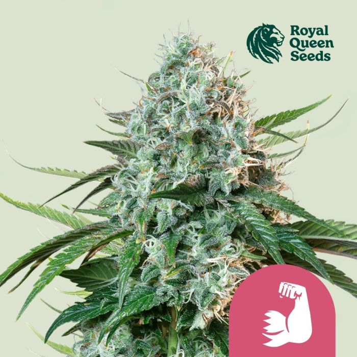 Hulkberry (Royal Queen Seeds) 3 zaden main product photo