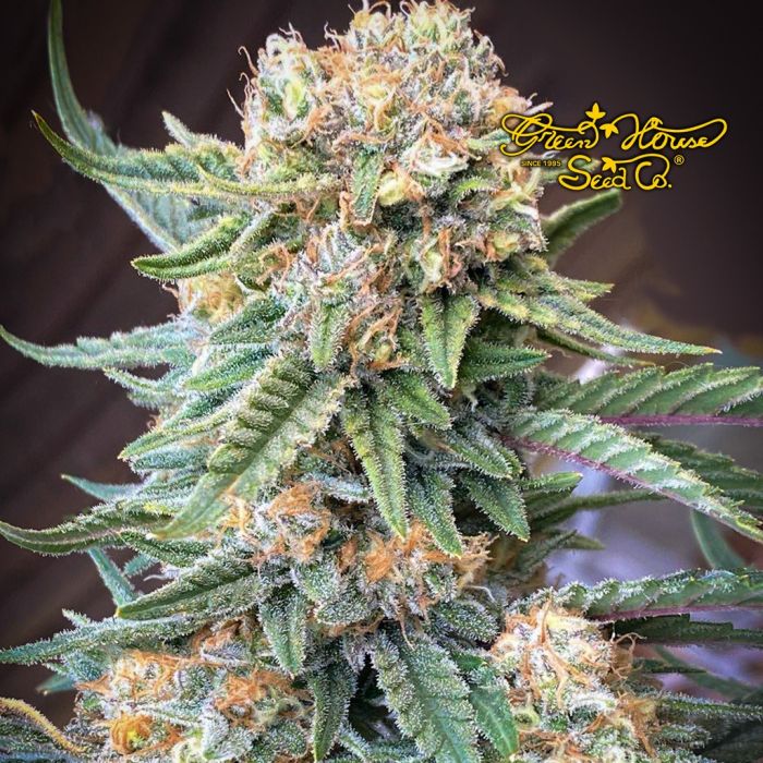 Lemon Skunk (Greenhouse Seeds) 5 zaden main product photo