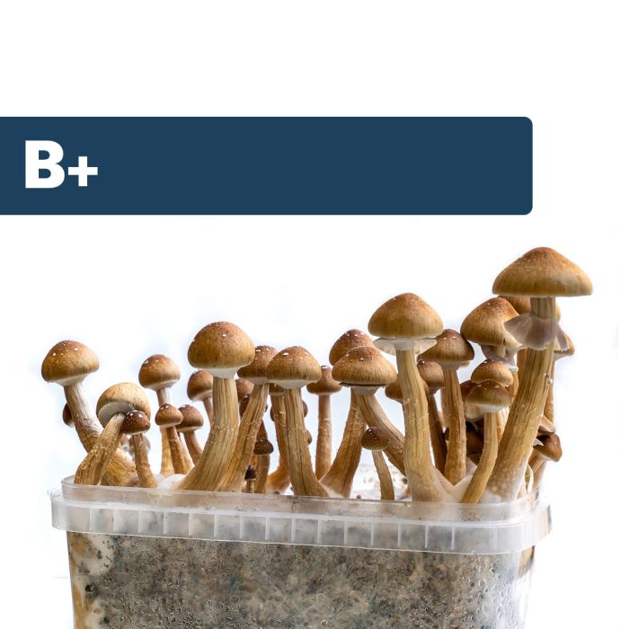 Paddo Kweekset B+ (Ready-to-Grow Growkit) main product photo