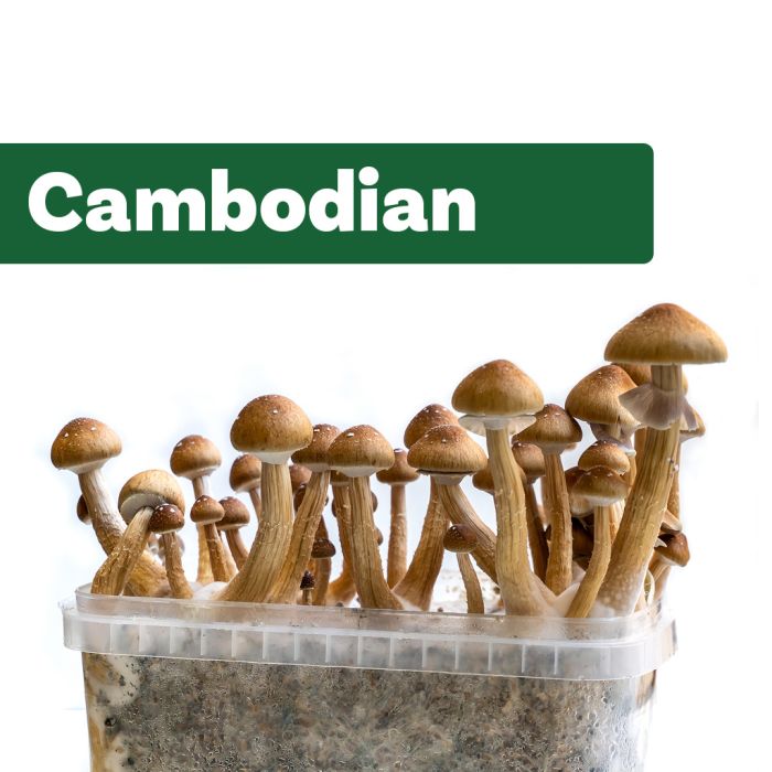 Paddo Kweekset Cambodian (Ready-to-Grow Growkit) main product photo