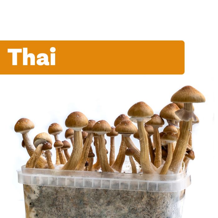 Paddo Kweekset Thai (Ready-to-Grow Growkit) main product photo