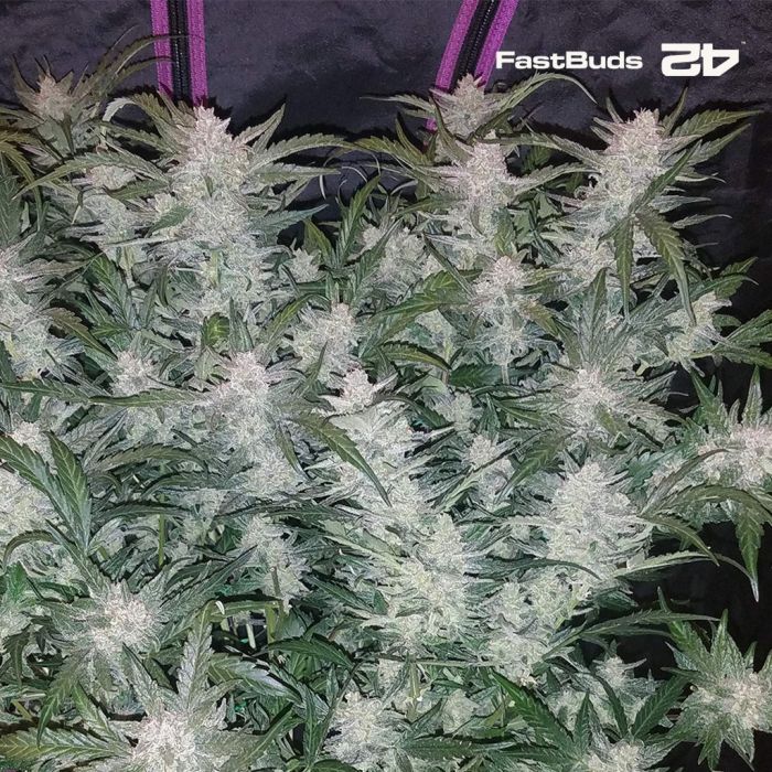 Mexican Airlines Auto (Fast Buds) main product photo