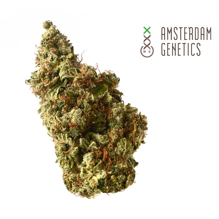 Milkshake Kush Autoflower (Amsterdam Genetics) 3 zaden main product photo