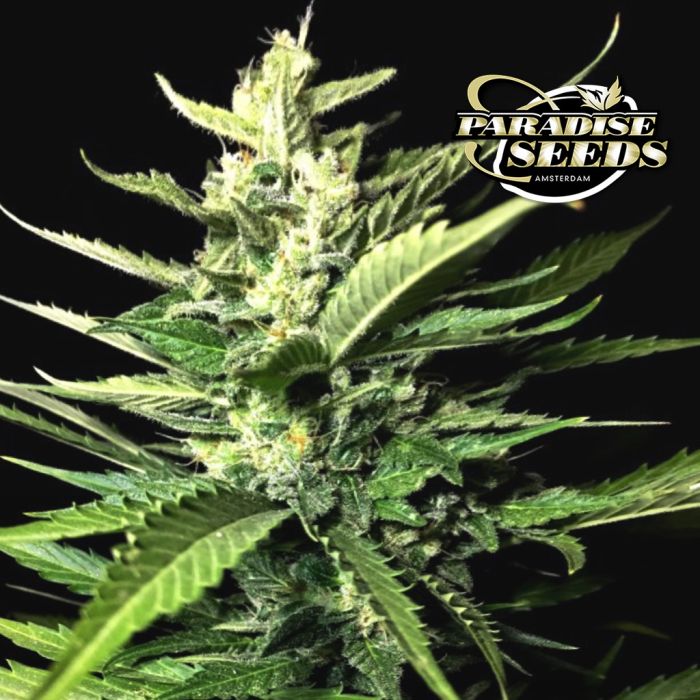 Auto Kong 4 (Paradise Seeds) 3 zaden main product photo