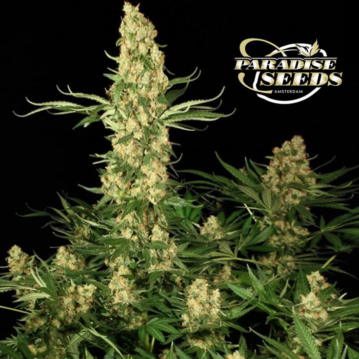 Wappa (Paradise Seeds) 3 zaden main product photo