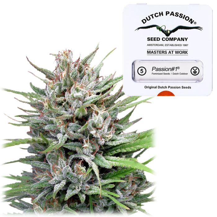 Passion #1 Fast Flowering (Dutch Passion) 5 zaden main product photo