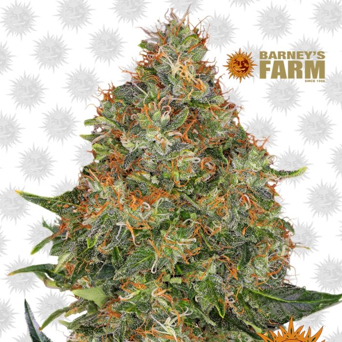 Pineapple Express Auto (Barney's Farm) main product photo