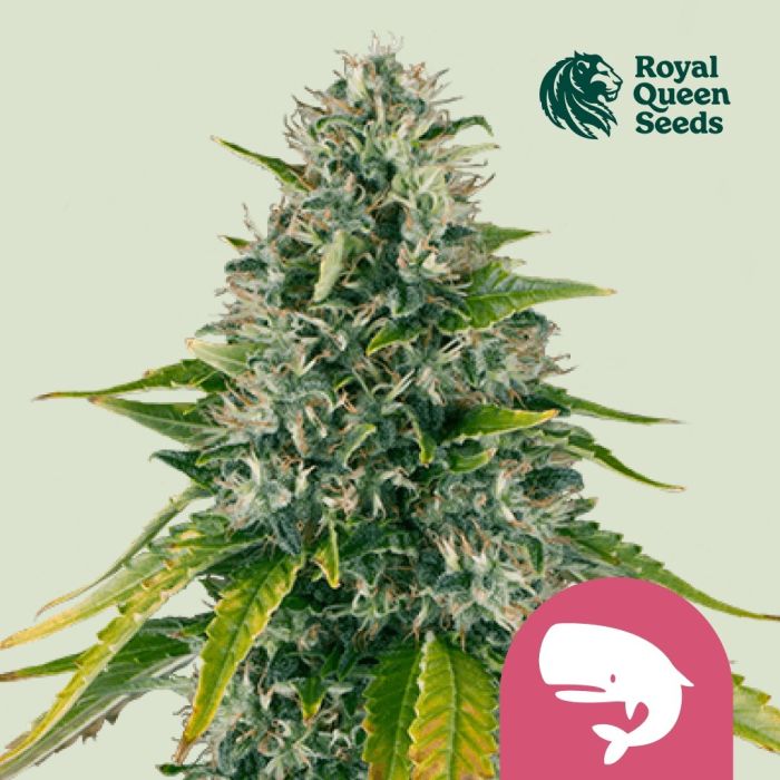 Royal Moby (Royal Queen Seeds) main product photo