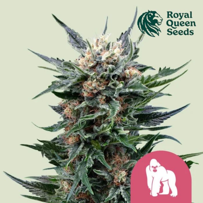 Royal Gorilla (Royal Queen Seeds) 3 zaden main product photo