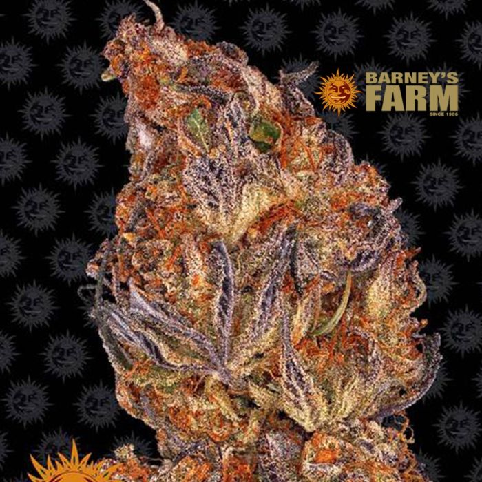 Runtz Auto (Barney's Farm) main product photo